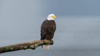 Bald Eagle, West Vancouver